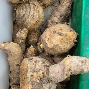 Temulawak Fresh 200gram