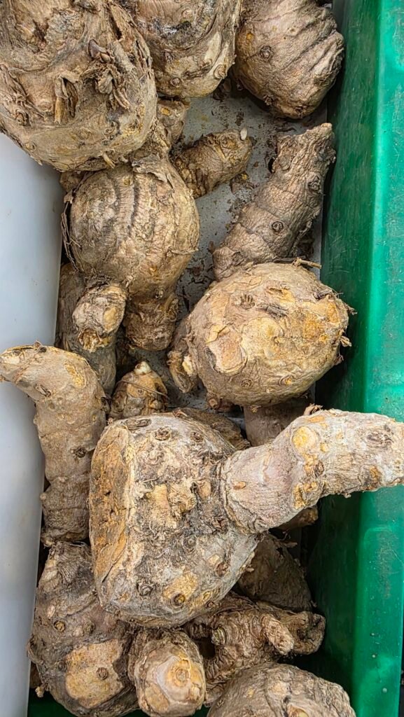 Temulawak Fresh 200gram